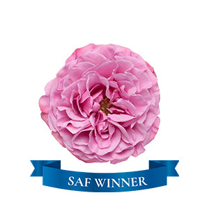 compare product Garden Rose Queens Crown 60cm