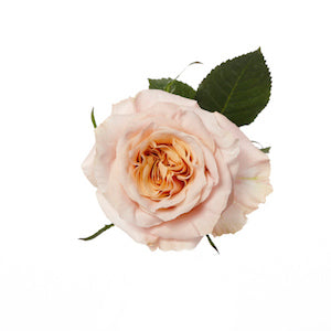 compare product Garden Rose Shimmer 70cm