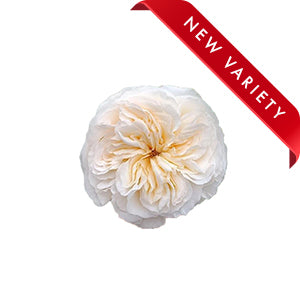 compare product Garden Rose Vicky 50cm