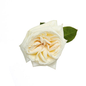 compare product Garden Rose White Ohara 60cm