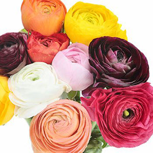 compare product Ranunculus Assorted Fancy