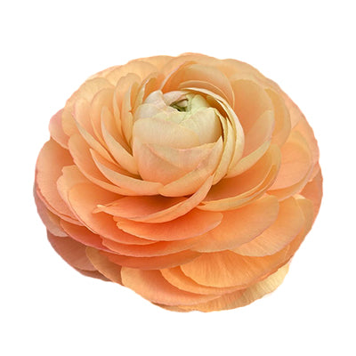 Ranunculus Cloni Grand Pastel Select