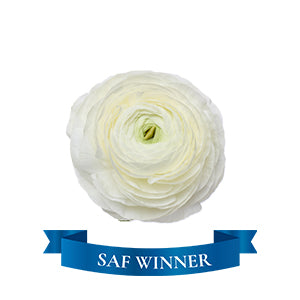 compare product Ranunculus Grand Iceberg Fancy