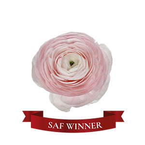 compare product Ranunculus Cloni Lady Pink Fancy