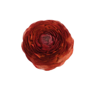 compare product Ranunculus Elegance Cioccolato Fancy