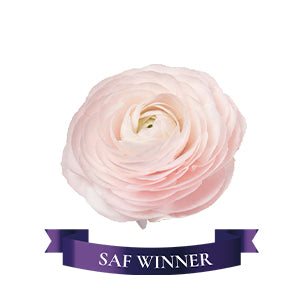 compare product Ranunculus Hanoi Fancy