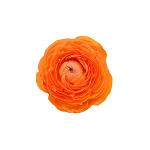 Ranunculus Orange Fancy