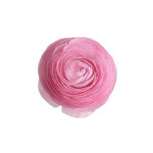 compare product Ranunculus Pink Select