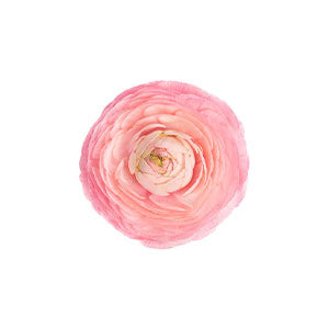 compare product Ranunculus Light Pink Fancy