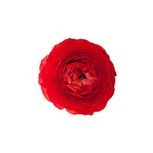 compare product Ranunculus Red Fancy
