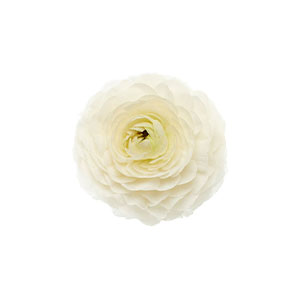 compare product Ranunculus White Fancy