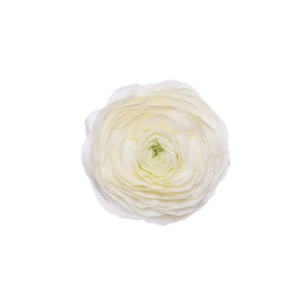 compare product Ranunculus White Super Select