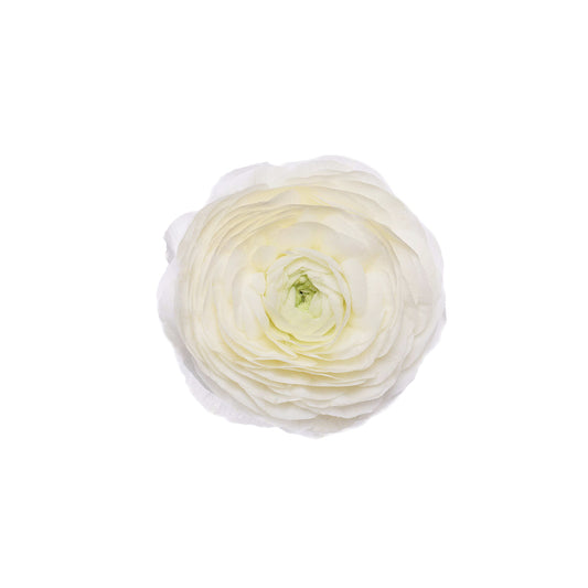 Ranunculus White Super Select
