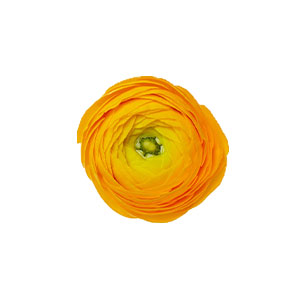 compare product Ranunculus Yellow Fancy