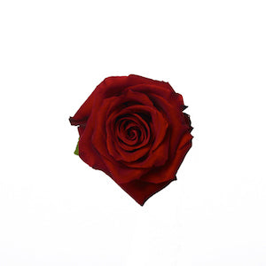 Rose Red Explorer 60/70cm