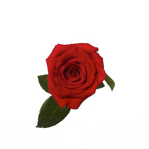 Rose Red Freedom 60/70cm
