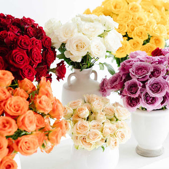 compare product Spray Rose Assorted 50cm