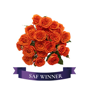 compare product Spray Rose Babe 50cm