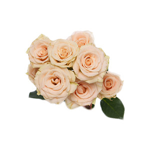 compare product Spray Rose Creta 40cm