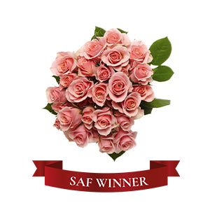 compare product Spray Rose Ilse 50cm