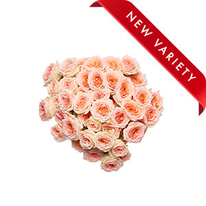 compare product Spray Rose Garden Rosanella 60cm