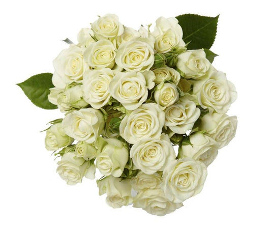 Spray Rose Snow Flake 50cm