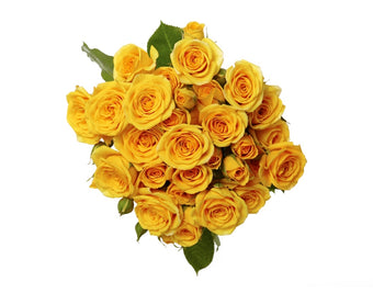 compare product Spray Rose Yellow Babe 50cm