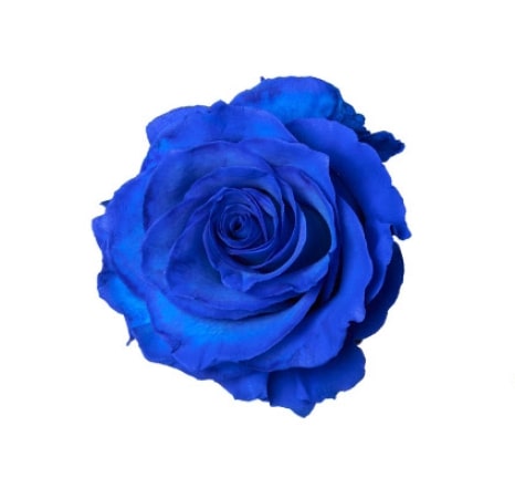 Rose-Tint Blue 50cm