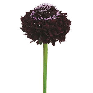 compare product Scabiosa Scoop Blackberry 50cm