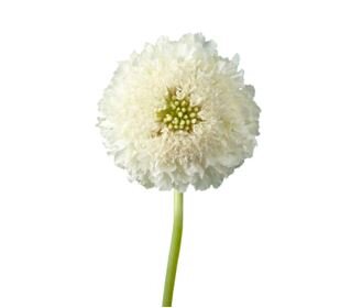 compare product Scabiosa Scoop White 50cm