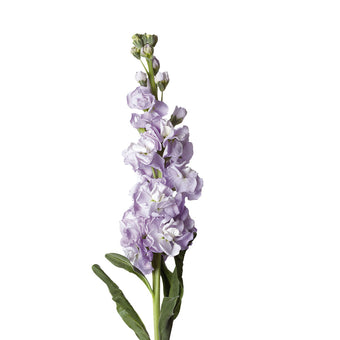 compare product Stock Lavender