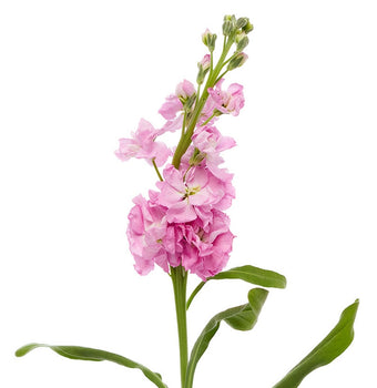 compare product Stock Pink