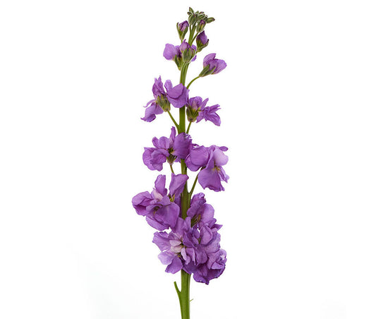 Stock Purple