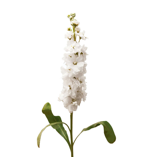 Stock White
