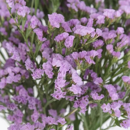 Statice Lavender Super Select