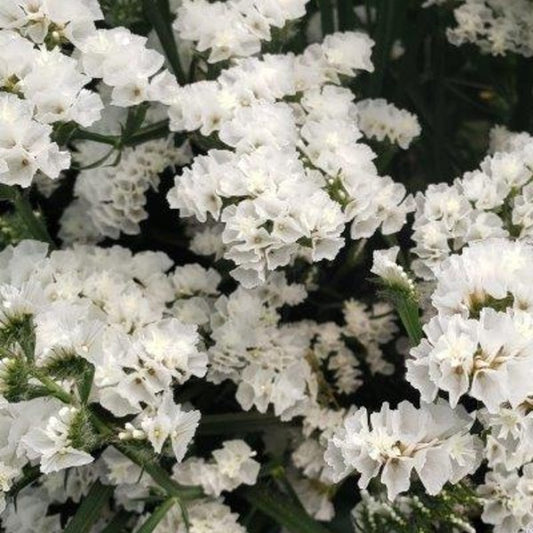 Statice White Super Select