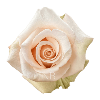 compare product SAHARA SAND ROSE 40 CM