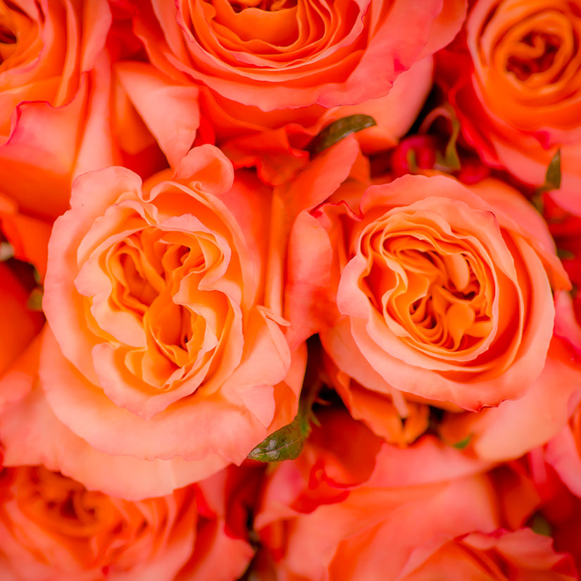 Color Roses Shimmer Coral / Peach 60 Cm