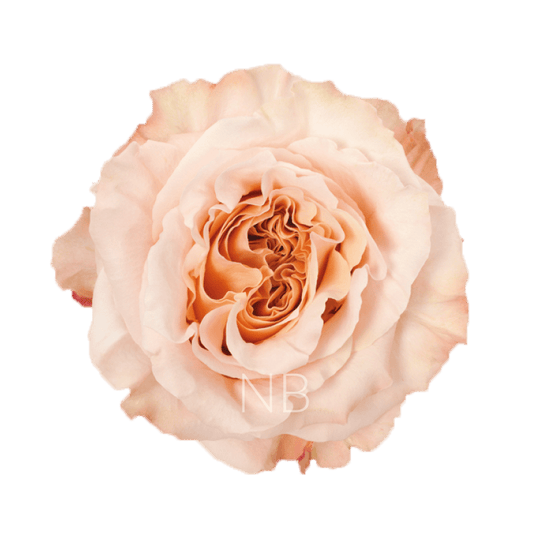 SHIMMER CORAL ROSE 70 CM