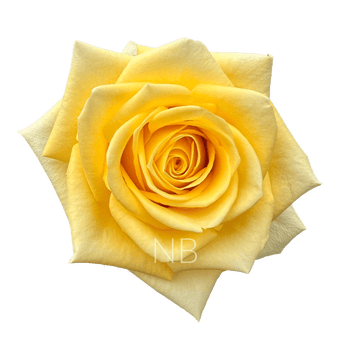 compare product STARDUST YELLOW ROSE 70 CM