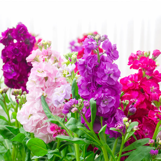 Stock D.B. Assorted 70 Cm