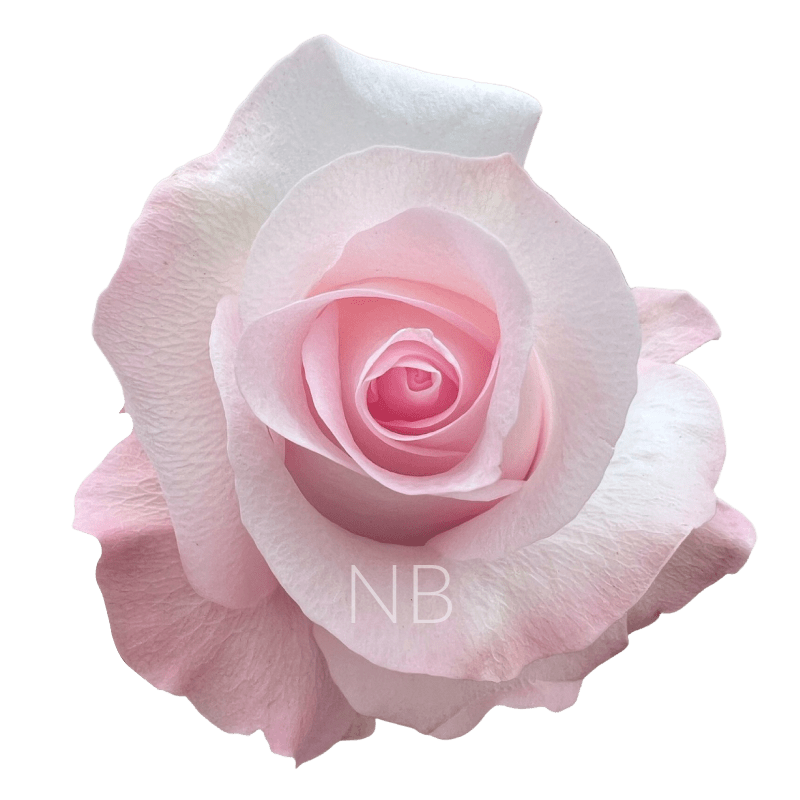 SWEET AKITO LIGHT PINK ROSE 40 CM
