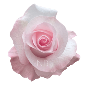 compare product SWEET AKITO LIGHT PINK ROSE 40 CM