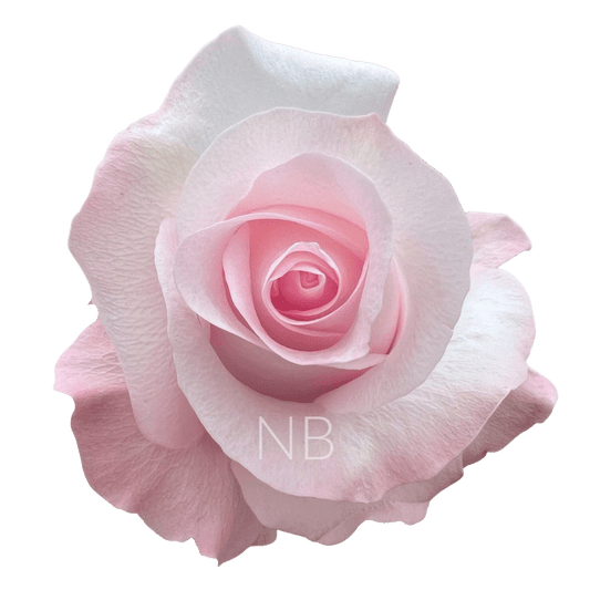 SWEET AKITO LIGHT PINK ROSE 40 CM