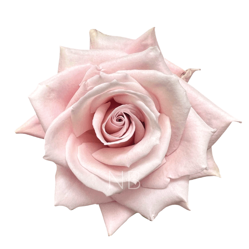 SWEET ESCIMO LIGHT PINK ROSE 40 CM