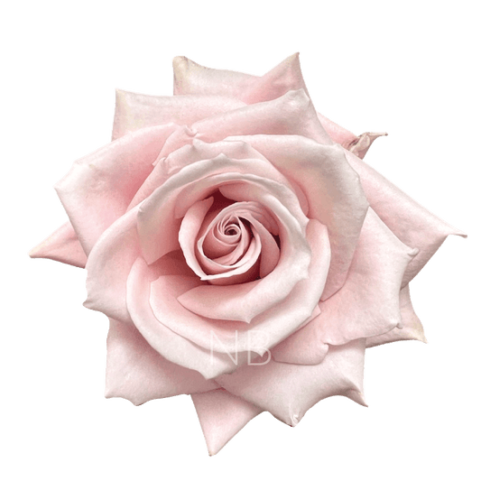 SWEET ESCIMO LIGHT PINK ROSE 40 CM