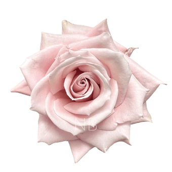 compare product SWEET ESCIMO LIGHT PINK ROSE 60 CM