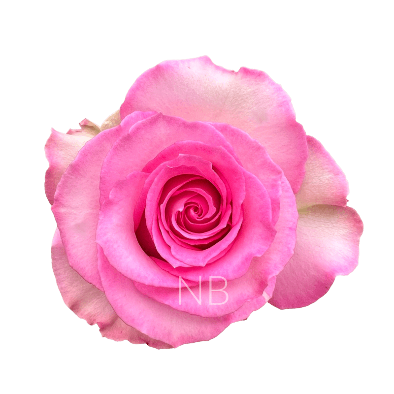 SWEET UNIQUE BICOLOR PINK ROSE 40 CM