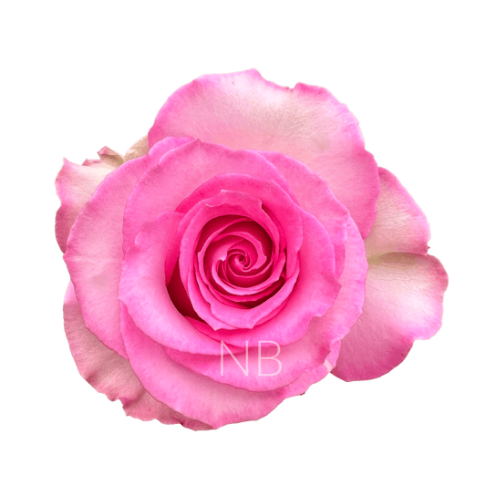SWEET UNIQUE BICOLOR PINK ROSE 40 CM