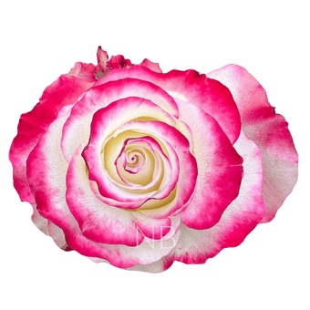 compare product SWEETNESS BICOLOR W/R ROSE 60 CM